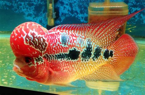 Ikan louhan terbesar di dunia Foto: ikan cupang halfmoon (iStock