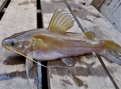 Ikan lundu besar  Ikan Cakalang ( Katsuwonus pelamis) adalah ikan berukuran sedang dari familia Scombridae ( tuna )