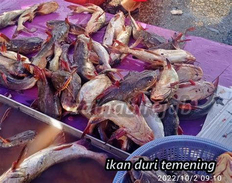 Ikan temening 1 Tinjauan Umum Ikan Lele 2