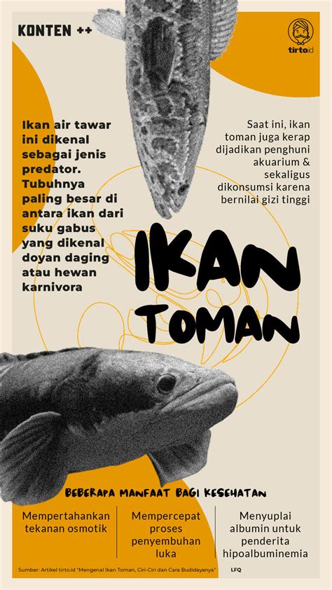 Ikan toman togel  Satwa ini hanya akan menyerang, jika lingkungan hidupnya terganggu atau anak-anak