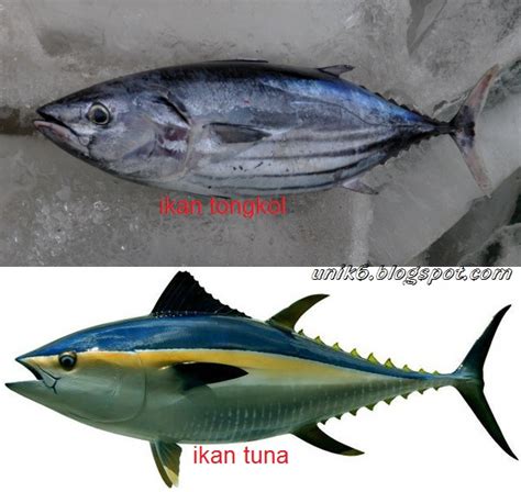 Ikan tuna dan tongkol 