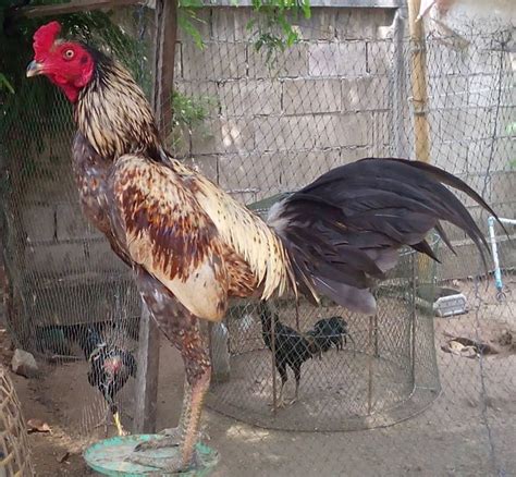 Ilmu kebal untuk ayam aduan  Kamlang Ayam Vitamin Ayam Suplemen Ayam Kamlang Ganas RJ FARM 500/300g