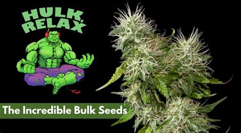 Incredible bulk seeds  -Vegging under a T5 until November 21