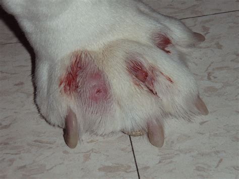 Interdigital furuncles  Chronic lesions are often caused by foreign body reactions to embedded keratin