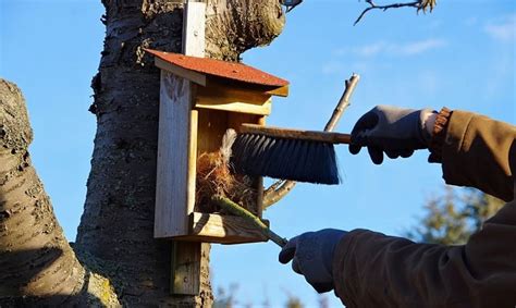 Is it too late to clean out bird houses  Yellowing leaves