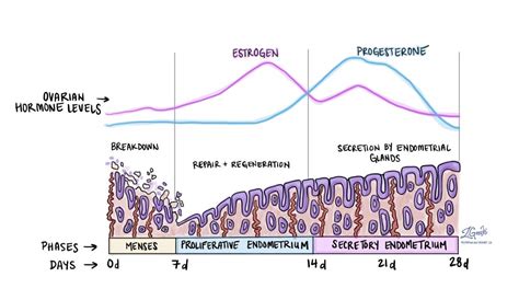 Is proliferative endometrium bad 2)