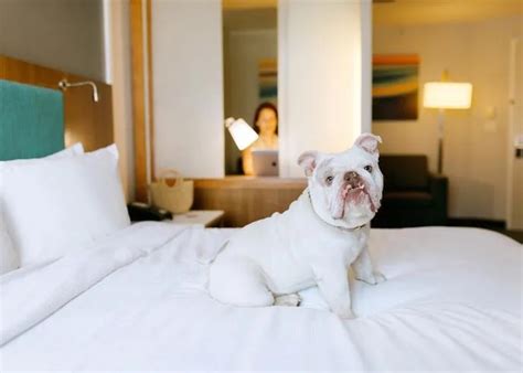 Is quality inn pet friendly  Pet-friendly