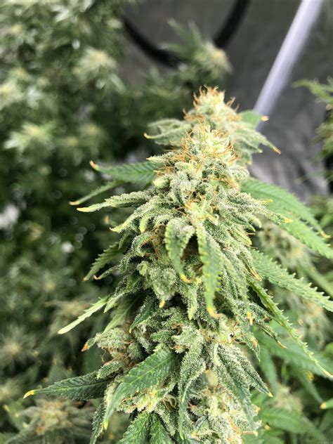 Jack cheese strain  Amadeus Genetics' Jack's Cheese Quake is a THC dominant variety and is/was never available as feminized seeds