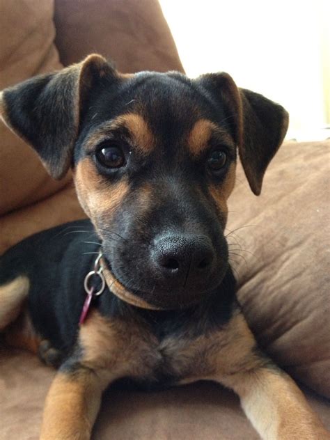 Jack russell chihuahua mix black and tan  A White With Black And Tan Jack Chi Puppy Is Laying In A Field With Fallen Leaves And Trees Behind It Hybrid Dogs Chi Dog Dog Personality 