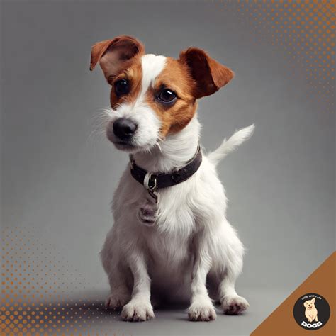 Jack russell coat types  His coat can be smooth, broken or rough