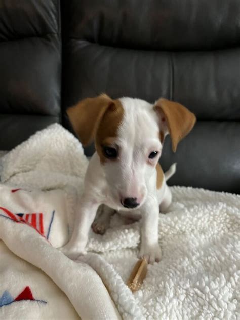 Jack russell for sale scotland  Find a jack russell in Scotland on Gumtree, the #1 site for Dogs & Puppies for Sale classifieds ads in the UK