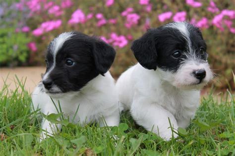 Jack russell for sale scotland Beautiful White and Tan Farm-Raised Jack Russell Puppies