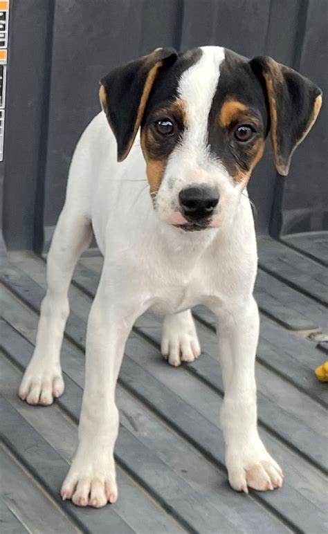 Jack russell puppies for sale  3 Female’s $550 and 3 male’s