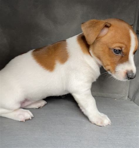 Jack russell puppies for sale essex 5 Purebred Jack Russell Terrier puppies for sale - 2 boys, 3 girls born on 03/07/2023