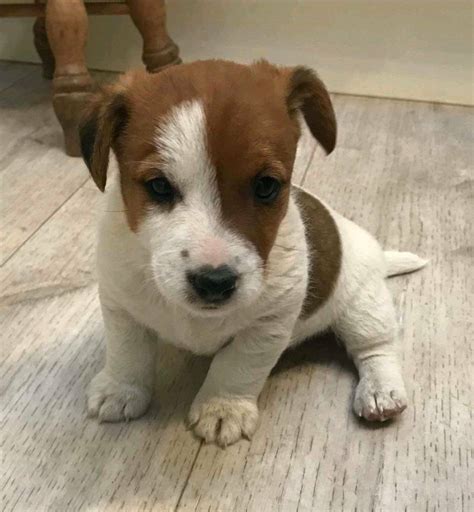 Jack russell puppies for sale uk  Jack Russell Age: 7 weeks 4 male / 1 female