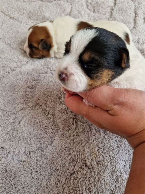 Jack russell puppies scotland  Both parents are