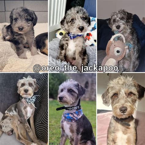 Jackapoo barking 5 kg Females 3