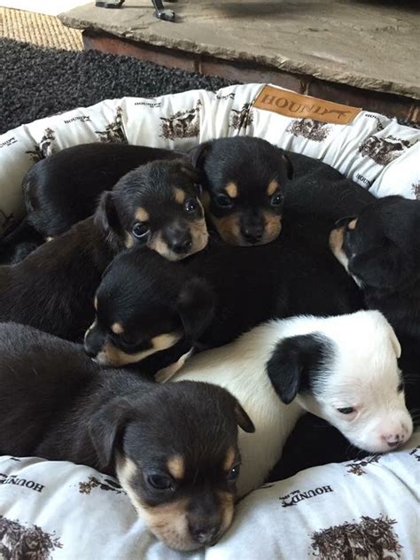 Jackawawa puppies pets4homes 7 kg