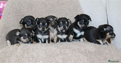 Jackawawa puppies pets4homes  We are a wholly owned subsidiary of HästNet Sverige AB