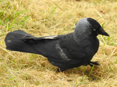 Jackdaw kin crossword  Below are all possible answers to this clue ordered by its rank