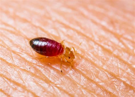 Jackpot junction bed bugs Formerly Golden Nugget, Bally's Grand, The Grand, Atlantic City Hilton, ACH; Closed