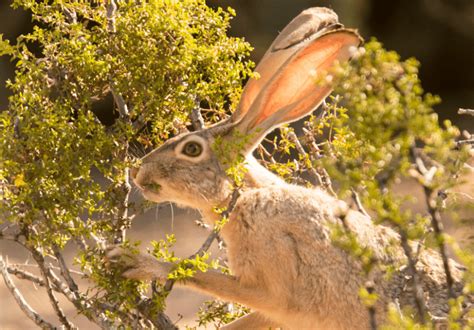 Jackrabbits in arizona  2023