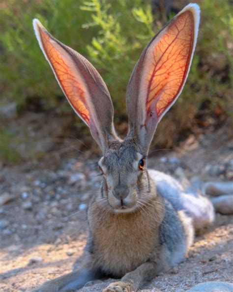 Jackrabbits large ears are an adaptation for  Each ear can move independently to detect sounds