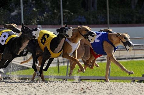 Jacksonville dog track results  OTB; Open an OTB Account; Deposit