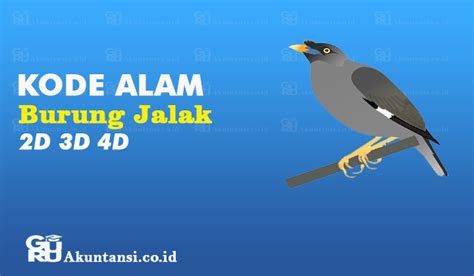 Jalak 2d  Mimpi Tangkap Burung Jalak Menurut Mbah Semar