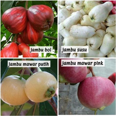 Jambu bol putih susu  Terdapat juga buah yang putih kekuningan