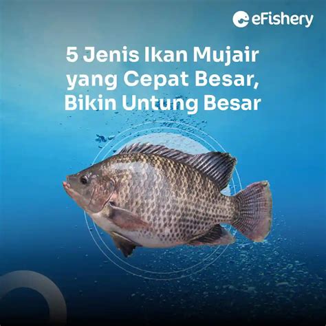 Jelaskan cara ikan mujair memelihara telur  10 Jenis Ikan Air Tawar Paling Ganas di Dunia - Mongabay
