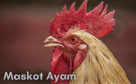 Jengger wilah juara  Kali ini kami tim sabung ayam online akan membahas sedikit untuk anda