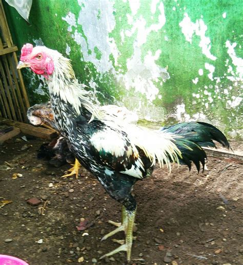 Jenis ayam wido  Ayam bangkok merupakan jenis ayam yang berasal dari Thailand dan biasanya disebut ayam petarung