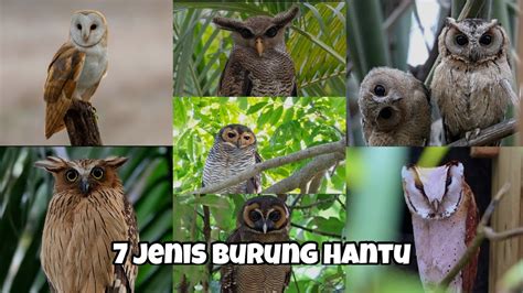 Jenis burung hantu di malaysia 