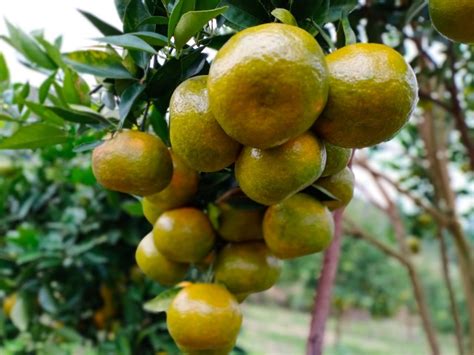 Jeruk keprok gayo Jeruk Siam, Jeruk Keprok, Jeruk Nipis, Jeruk Purut, Jeruk Bali, Jeruk Nambangan merupakan macam-macam contoh produk jeruk lokal (Ichsan, 2015)