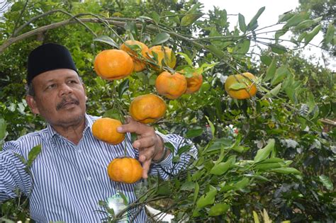 Jeruk keprok gayo Jeruk Keprok Varietas Gayo ini awalnya ditanam diperkarangan rumah oleh administrator perkebunan kopi Belanda Kemudian dikembangkan di kebun-kebun di kampung Atang Jungket Kecamatan Pegasing oleh Raden Elon