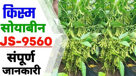 Js 9560 soybean variety characteristics ) var