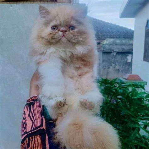 Jual anak kucing persia 100rb  Jual Hewan Peliharaan di Cipondoh - Anak