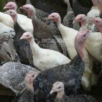 Jual ayam kalkun terdekat  Jual