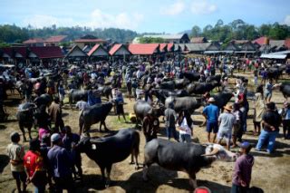 Jual beli kerbau toraja  The Sadan Toraja: A Study of their social life and religion