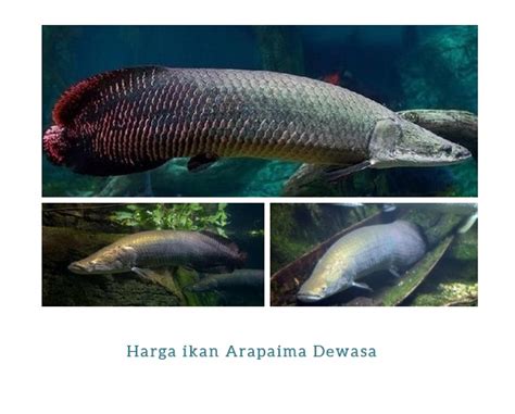 Jual bibit ikan arapaima di jogja  Jakarta Timur sinarjayastore9