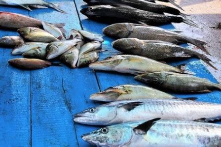 Jual ikan laut segar terdekat Beli Ikan terdekat & berkualitas harga murah 2023 terbaru di Tokopedia! ∙ Promo Pengguna Baru ∙ Kurir Instan ∙ Bebas Ongkir ∙ Cicilan 0%