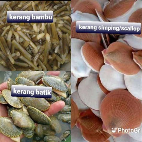 Jual kerang mentah terdekat 500