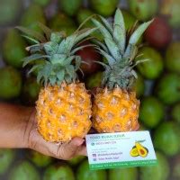 Jual nanas madu terdekat Beli Nipis Madu terdekat & berkualitas harga murah 2023 terbaru di Tokopedia! ∙ Promo Pengguna Baru ∙ Kurir Instan ∙ Bebas Ongkir ∙ Cicilan 0%