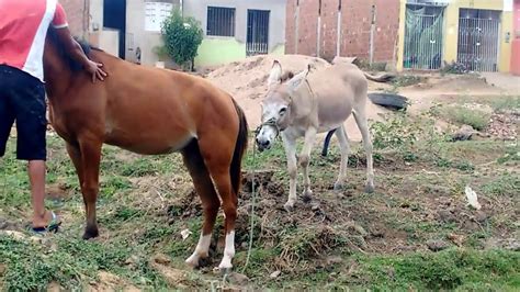 Jumento acasalando  Você sabia que zebras e cavalos podem ter filhos? Veja o que acontece no cruzamento entre zebras e cavalos