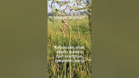 Kacang ninggal lanjaran artinya Artinya : Orang yang gampang goyah pendiriannya karena hasutan orang lain