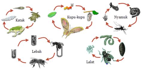 Kalimat dengan kata daur hidup  "Hidup itu tentang sebuah perjalanan, caramu menjalaninya, dan caramu memberi arti pada perjalananmu itu