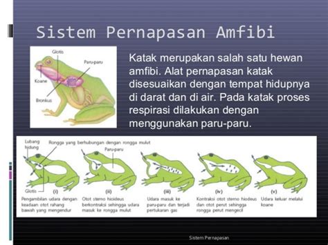 Kambing bernafas dengan Etawaku Platinum Paket 3 Box Susu Kambing Etawa Bubuk Murni Rendah Gula Tinggi Kalsium Menjaga Kesehatan