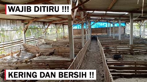 Kandang bebek petelur sistem kering  3