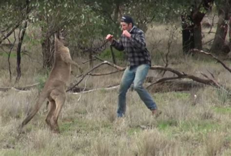 Kangaroo maze obey  Meet one of the most elusive creatures you will ever see in the wild - the Matschie’s Tree Kangaroo